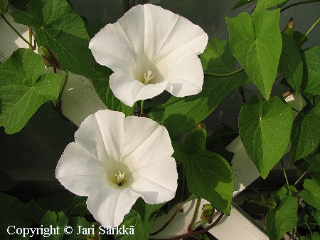 Calystegia sepium